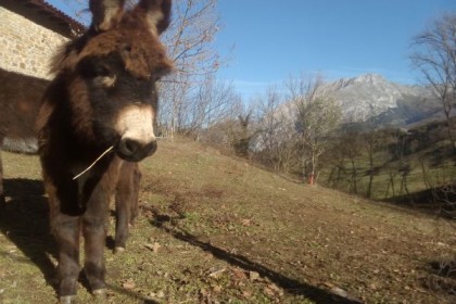 Camino Lebaniego con burros