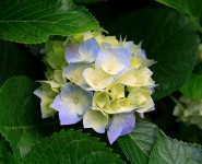 Hortensias, naturaleza viva en el Camino Lebaniego